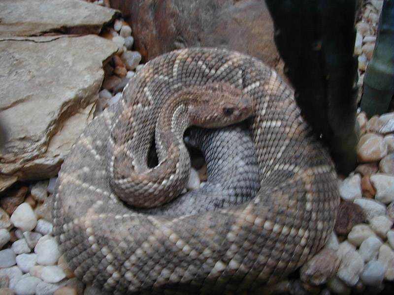 Crotalus unicolor sm.JPG [143 Kb]